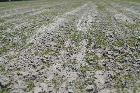 A gyep homokszórása, azaz topdressing