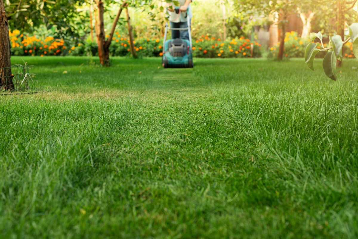 5 tipp hogyan lehet gyönyörű gyeped tavasszal
