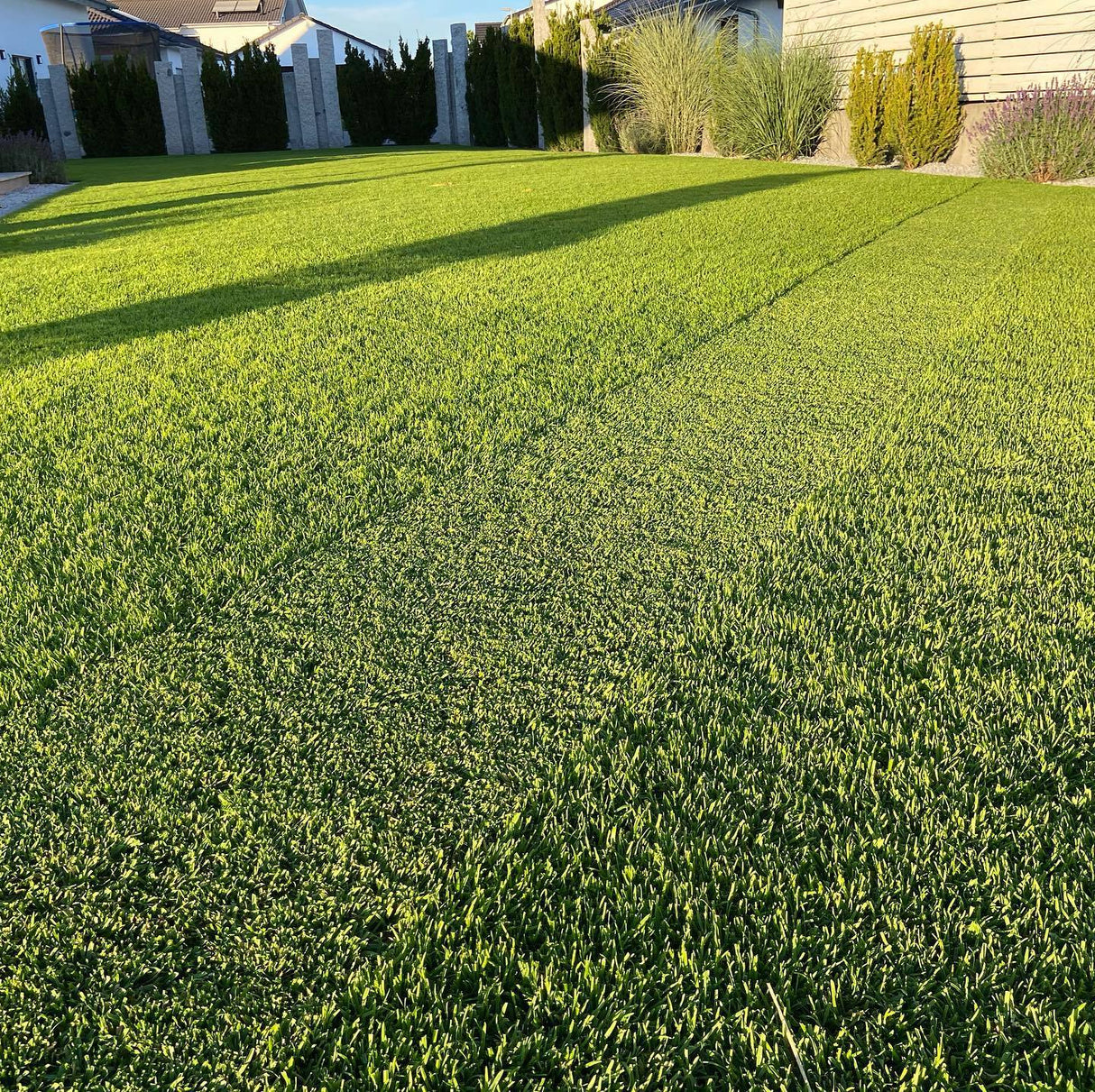 RASANA PREMIUM | Árnyéktűrő fűmagkeverék