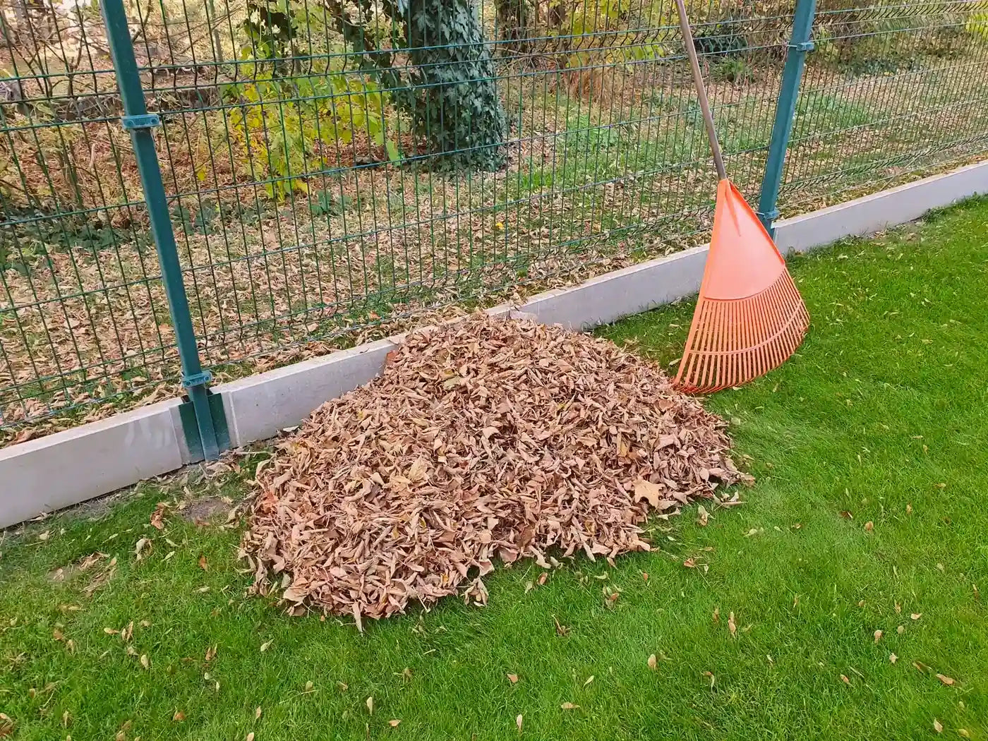 Miért kell ősszel a faleveleket összegyűjteni a gyepről a tél beállta előtt?