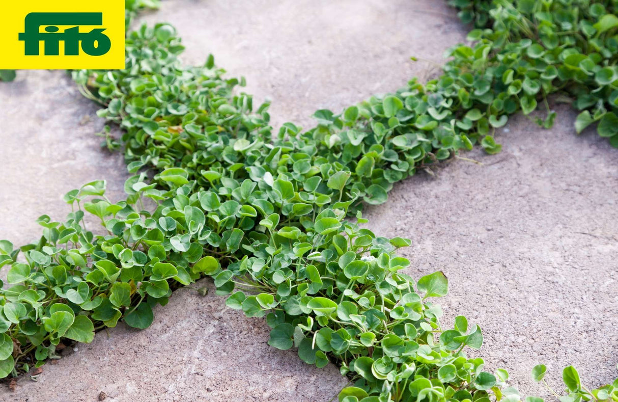 Dichondra Repens | Kúszó pázsitszulák - árnyéktűrő talajtakaró