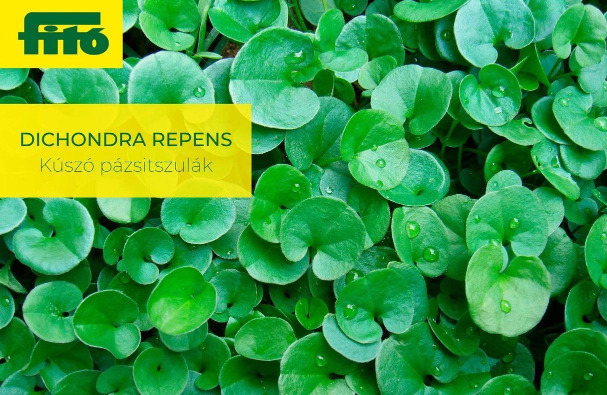 Dichondra Repens | Kúszó pázsitszulák - árnyéktűrő talajtakaró